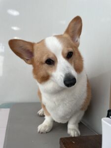 ムギちゃんのトリミング写真