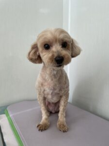 ルイくんのトリミング写真