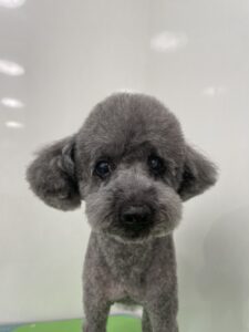 くろくんのトリミング写真