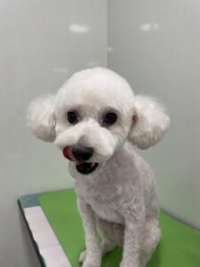 コタロウくんのトリミング写真