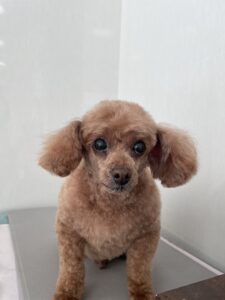 クックくんのトリミング写真