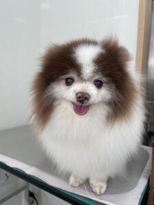 ココアちゃんのトリミング写真