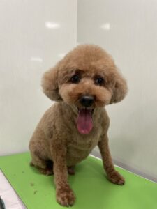 チョコくんのトリミング写真