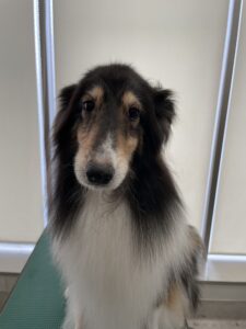 ちょこちゃんのトリミング写真