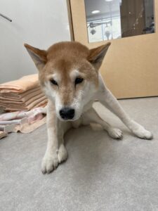 リオンくんのトリミング写真