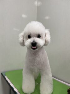 ハッピーくんのトリミング写真