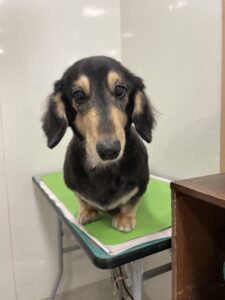 くうがくんのトリミング写真