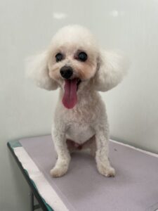 マロンちゃんのトリミング写真