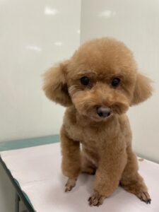 ニコルちゃんのトリミング写真