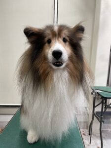 ロンくんのトリミング写真