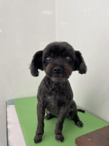 あずきちゃんのトリミング写真