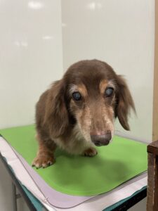 マメぞうくんのトリミング写真