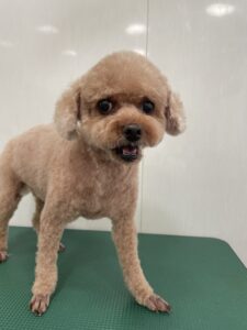 そらくんのトリミング写真