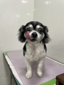 ココルちゃんのトリミング写真