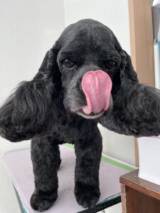 夢(むー)ちゃんのトリミング写真