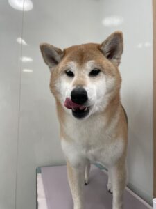 小太郎(こたろう)くんのトリミング写真