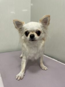 琳(りん)ちゃんのトリミング写真