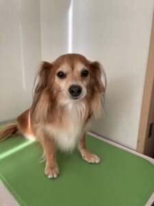 レンくんのトリミング写真