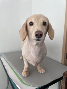 ルクスくんのトリミング写真