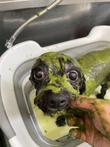 モナちゃんのトリミング写真