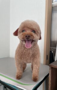 プティちゃんのトリミング写真