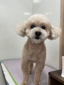 コロくんのトリミング写真