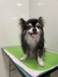 ティムくんのトリミング写真