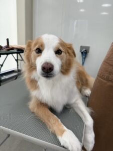 12月2日のわんこたちの写真