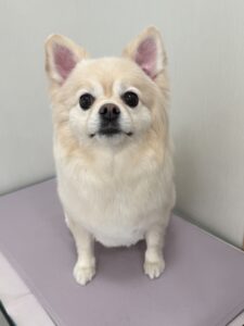 ポコくんのトリミング写真