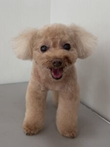 もなかちゃんのトリミング写真