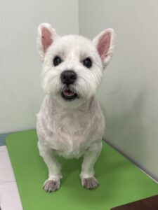 ミルくんのトリミング写真