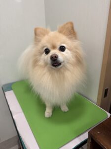 小夏（こなつ）ちゃんのトリミング写真