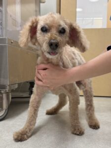 ここちゃんのトリミング写真