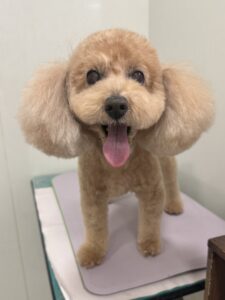 マロンちゃんのトリミング写真