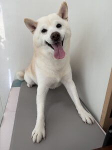 12月8日のわんこたちの写真