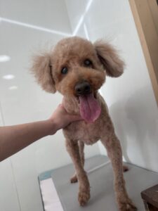 コロくんのトリミング写真