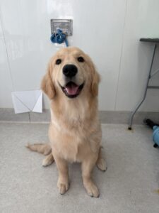 12月10日のわんこたちの写真