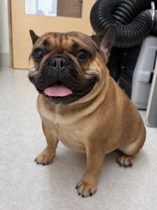 キングくんのトリミング写真