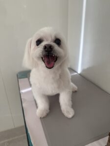 シュガーくんのトリミング写真