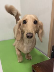 メイくんのトリミング写真