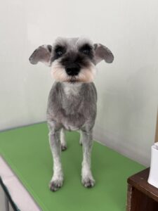 12月15日のわんこたちの写真