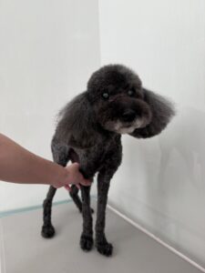 ショコラちゃんのトリミング写真