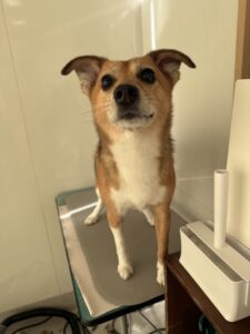 ナッツくんのトリミング写真