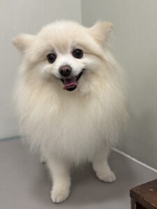 おもちくんのトリミング写真