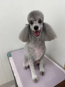 12月20日のわんこたちの写真