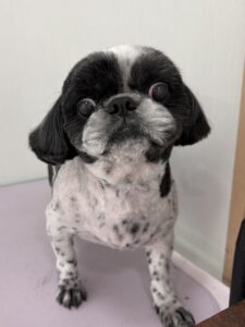 むくくんのトリミング写真