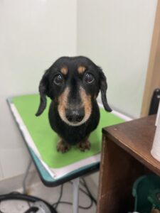 春(はる)ちゃんのトリミング写真