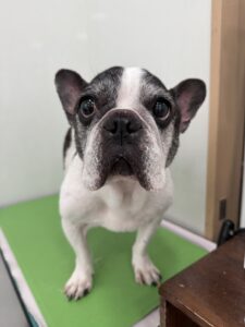 樹音(じゅのん)ちゃんのトリミング写真