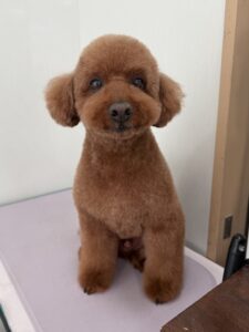 12月21日のわんこたちの写真