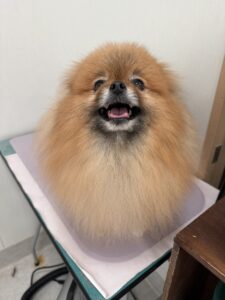 風(ふぅ)くんのトリミング写真